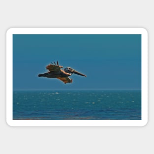 Pelican in flight Magnet